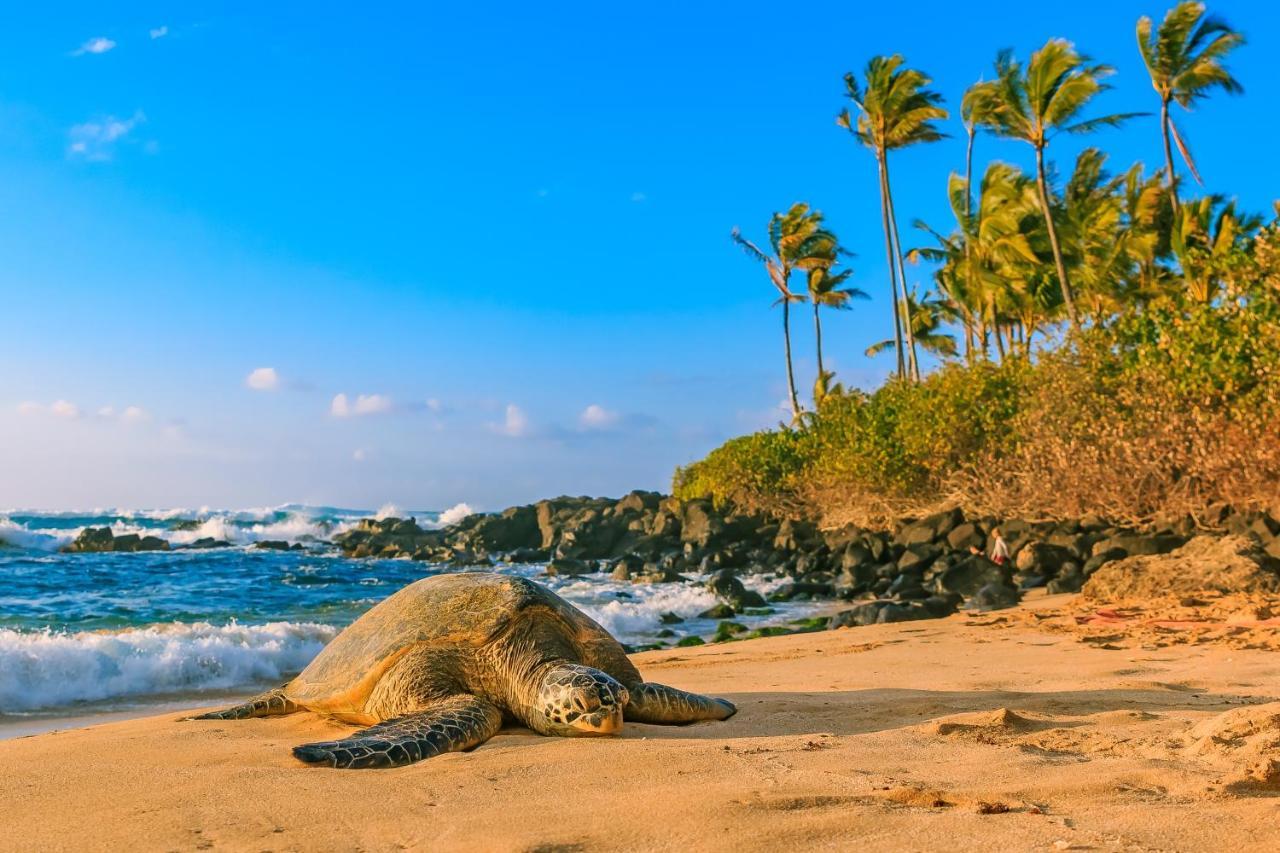 ホノルルAqua Palms Waikiki Ocean View Lanai Parking Includedアパートメント エクステリア 写真
